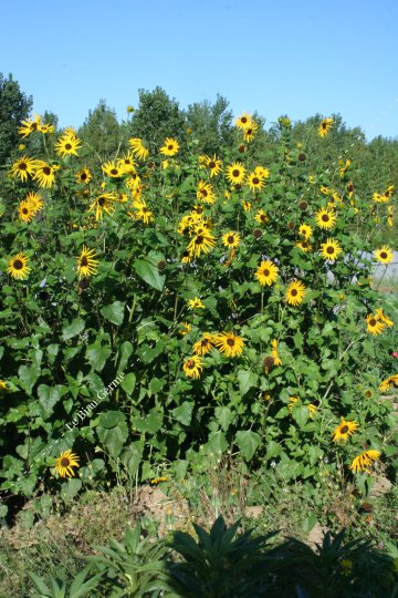 Tournesol à petites fleurs