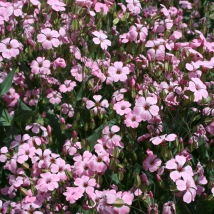 Vaccaria hispanica rosabella