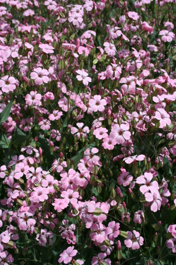 Gypsophile vaccaire