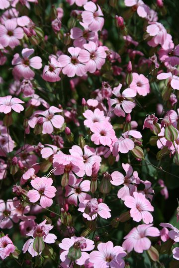 Vaccaria hispanica rosabella