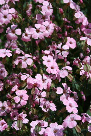 Gypsophile vaccaire