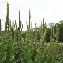 Molène bouillon blanc