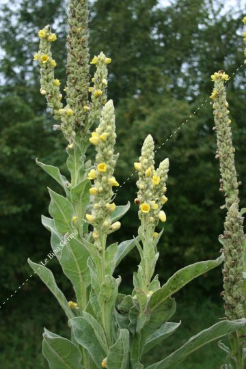 Molène bouillon blanc