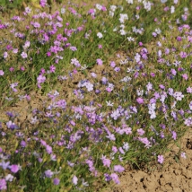 Viscaria oculata 
