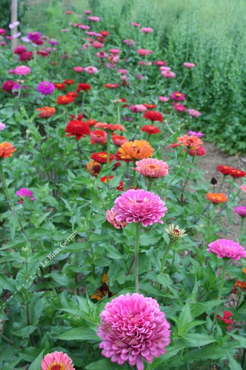 Zinnia à grandes fleurs