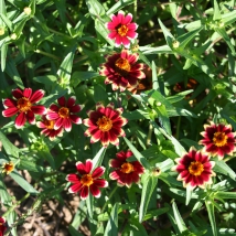 Zinnia mexicain varié