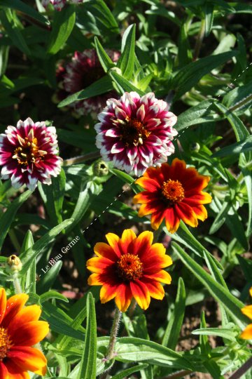 Zinnia mexicain varié