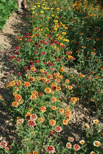 Zinnia mexicain varié