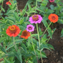 Zinnia à petites fleurs