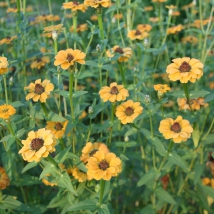 Zinnia du Pérou