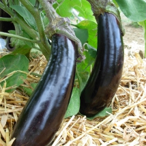 Aubergine longue violette