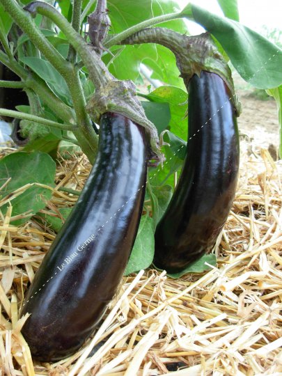 Aubergine longue violette