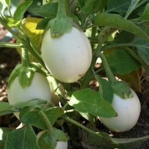 Aubergine blanche ronde à oeuf 