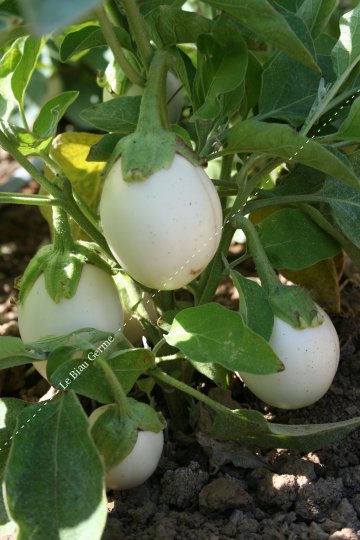 Aubergine blanche ronde à oeuf 