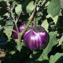 Aubergine violette de Florence