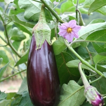 Aubergine de Toulouse