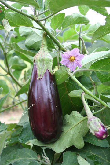 Aubergine de Toulouse