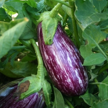 Aubergine Listada de Gandia