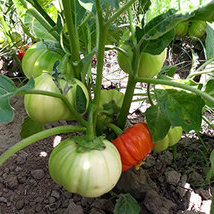 Aubergine Africaine 