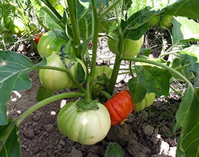 Aubergine Africaine 