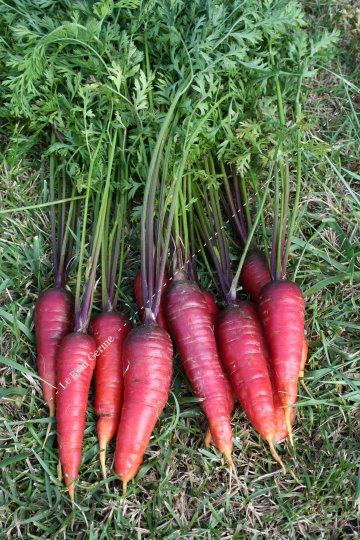 Graines Carotte Rouge Sang - Aubépin, Semences Biologiques