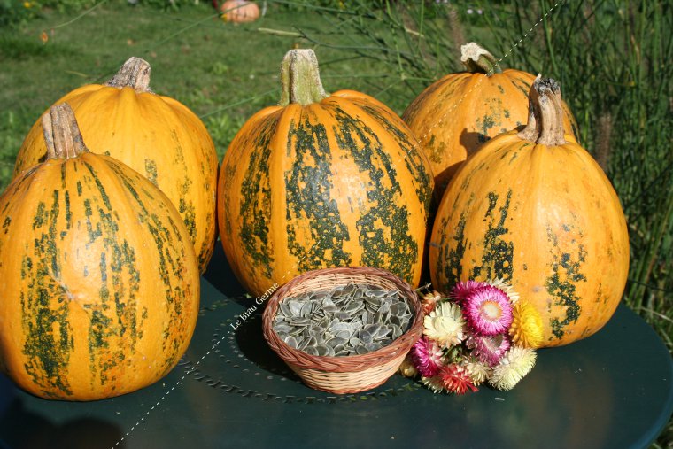 Courge Lady Godiva