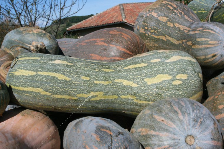 Courge pleine de Naples 