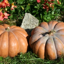 Courge muscade 