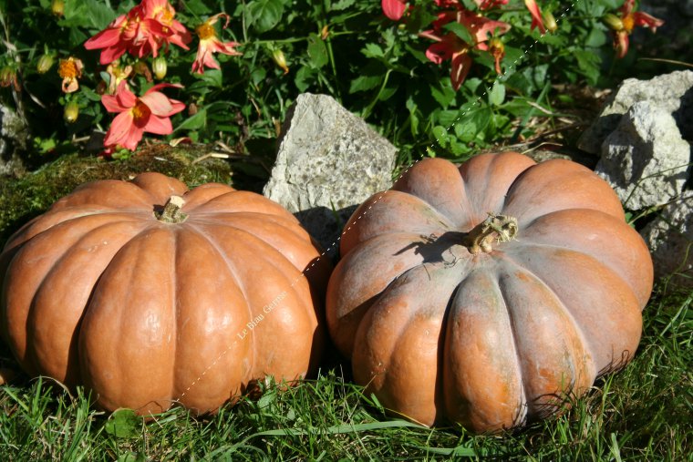 Courge muscade 