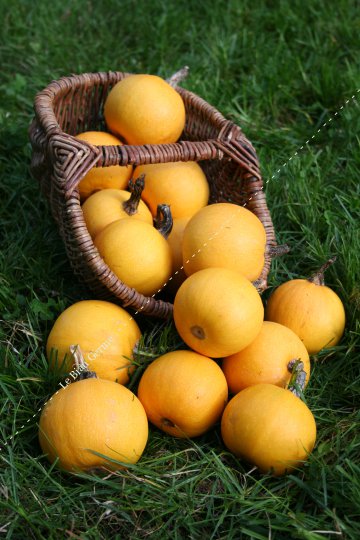 Courge Pomme d'or 