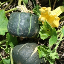 Courge Buttercup 