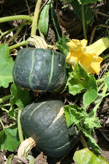 Courge Buttercup 