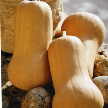 Courge musquée Butternut 