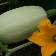 Courge Spaghetti