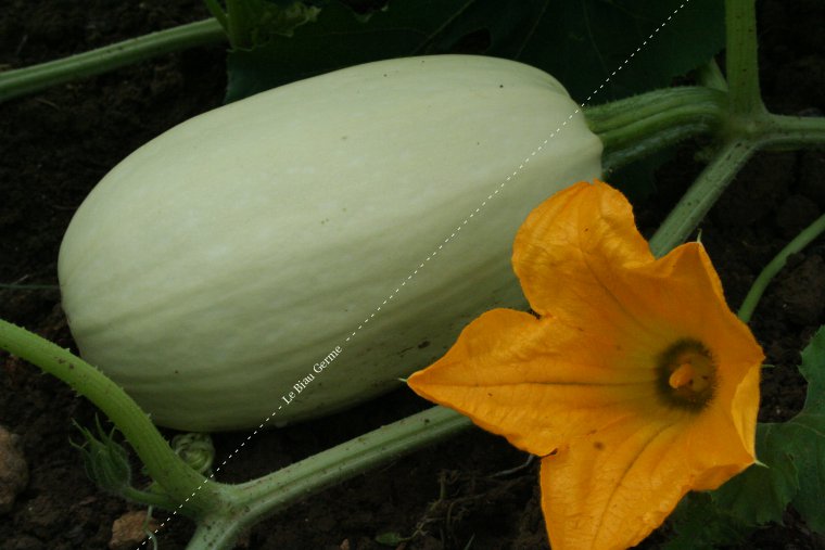 Courge Spaghetti