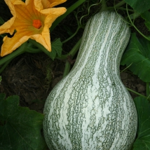 Courge Striped Cushaw 