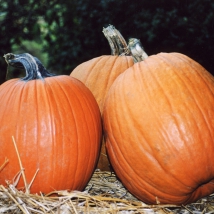 Courge Jack o'Lantern 