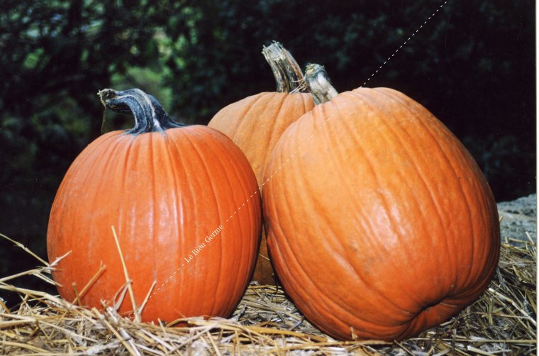 Courge Jack o'Lantern 