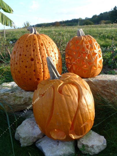 Courge Jack o'Lantern 