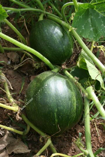 Courge Olive 