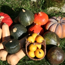 Assortiment de courges