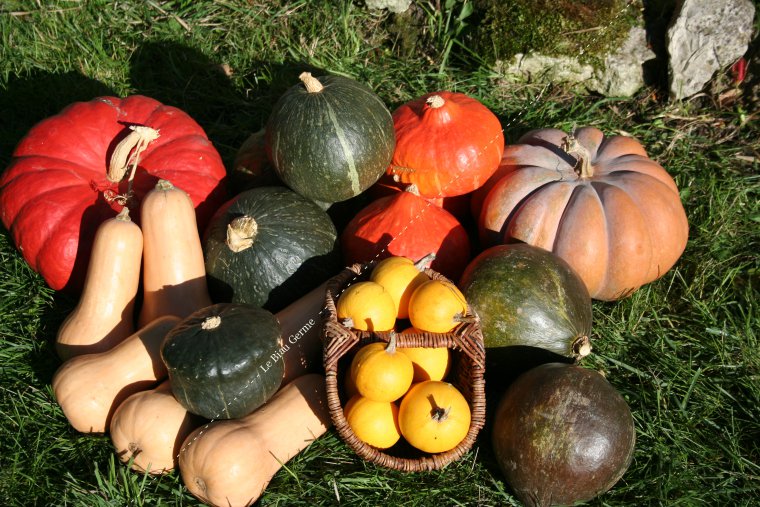 Assortiment de courges