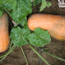 Courge sucrine du Berry 