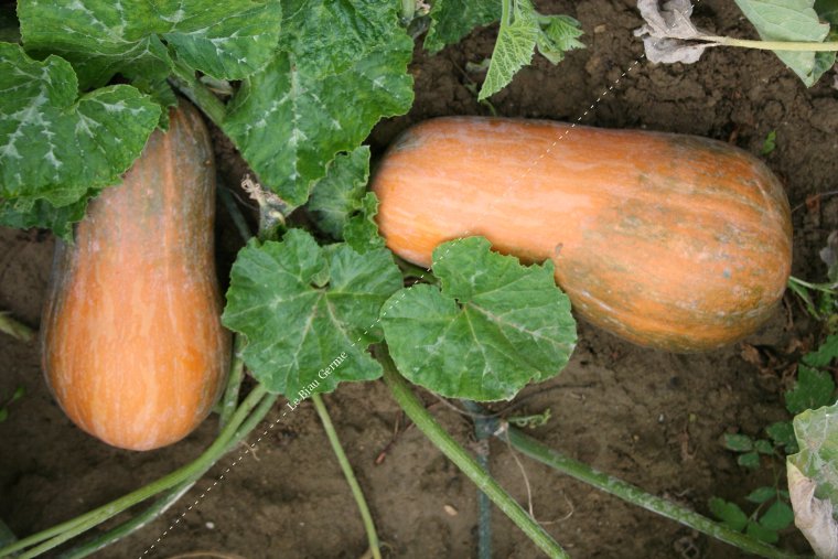 Courge sucrine du Berry