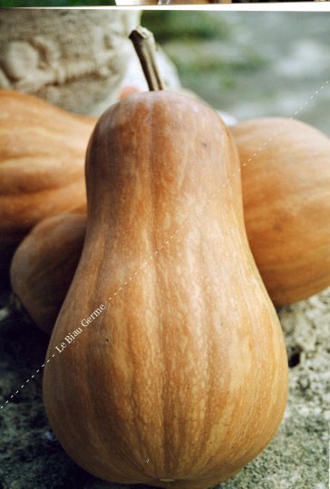 Courge sucrine du Berry 