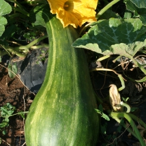 Courge longue de Nice