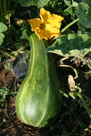 Courge longue de Nice