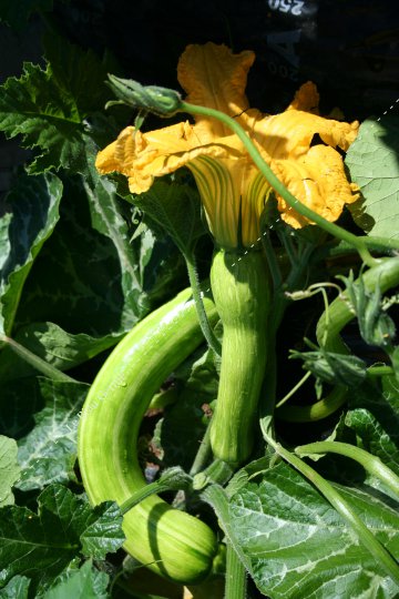 Courge longue de Nice