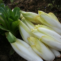 Chicorée endive demi hâtive de Hollande