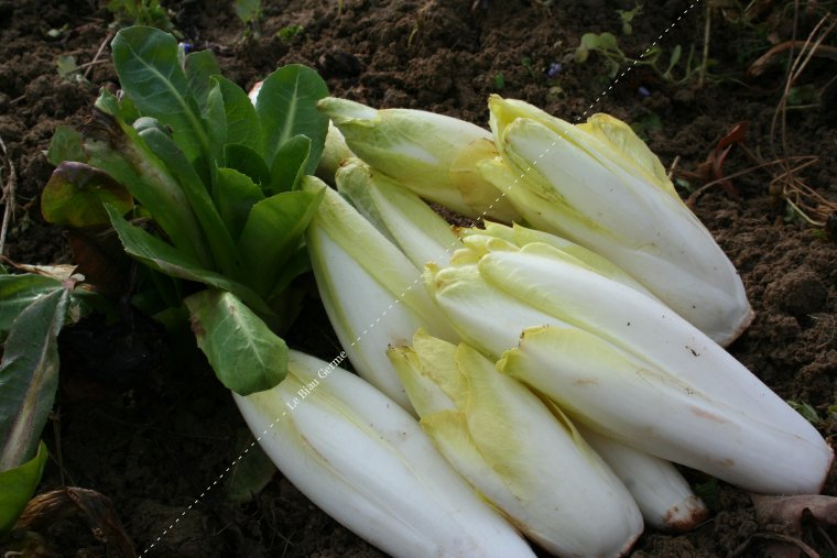 Chicorée endive demi hâtive de Hollande